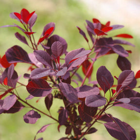 Winecraft Black smokebush in a nursery pot