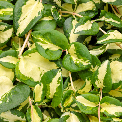 Wojo's Jem' vinca vine with trailing green foliage