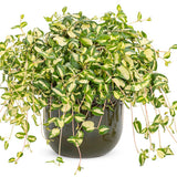 Wojo's Jem' vinca vine with trailing variegated foliage