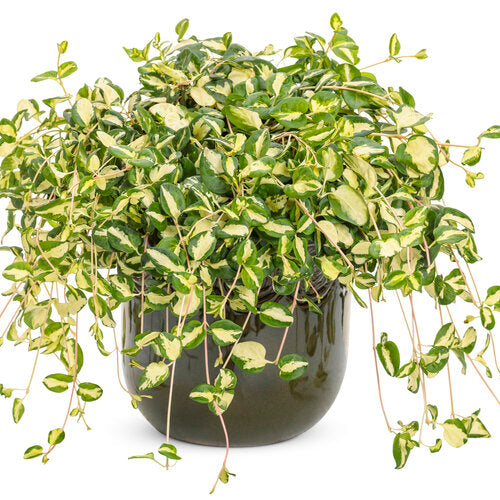 vinca vine indoor plant Wojo's Jem' Vinca Vine