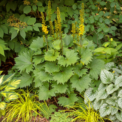 Ligularia 'Bottle Rocket' with yellow flower spikes in pot