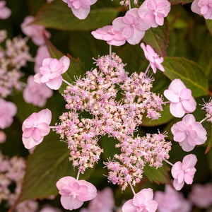 Tiny Tuff Stuff mountain hydrangea in a nursery pot