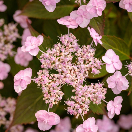 Tiny Tuff Stuff mountain hydrangea in a nursery pot