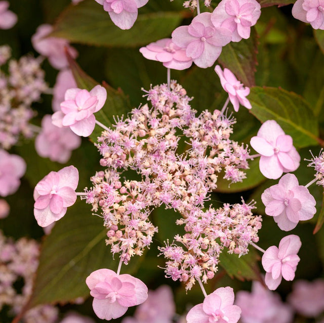 Tiny Tuff Stuff mountain hydrangea in a nursery pot