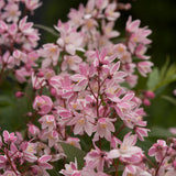 Yuki Cherry Blossom deutzia with white flowers in bloom