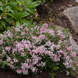 Yuki Cherry Blossom deutzia with white blooms in a pot
