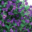 Summer Wave violet torenia in a large pot with purple flowers