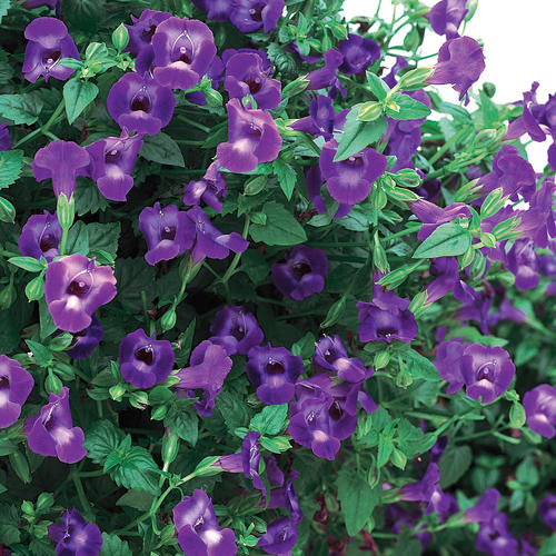 Summer Wave violet torenia in a large pot with purple flowers