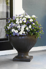 Large violet torenia in a nursery pot