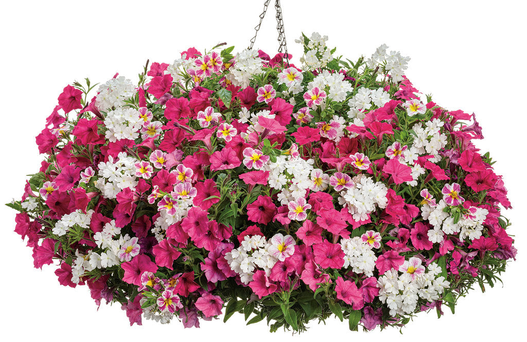 White superbena verbena in a nursery pot