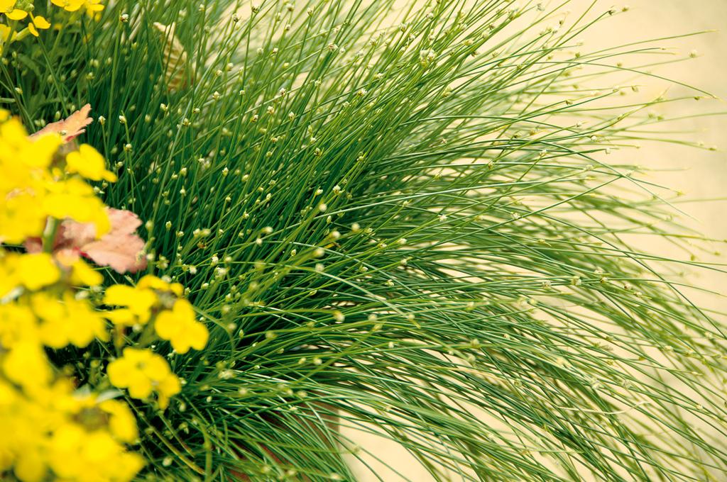 Fiber optic grass in a nursery pot with fine green blades