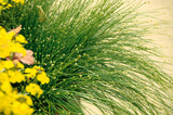 Fiber optic grass in a nursery pot with fine green blades