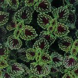 Chocolate Drop coleus with dark leaves in a nursery pot