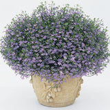Laguna Sky Blue lobelia in a nursery pot