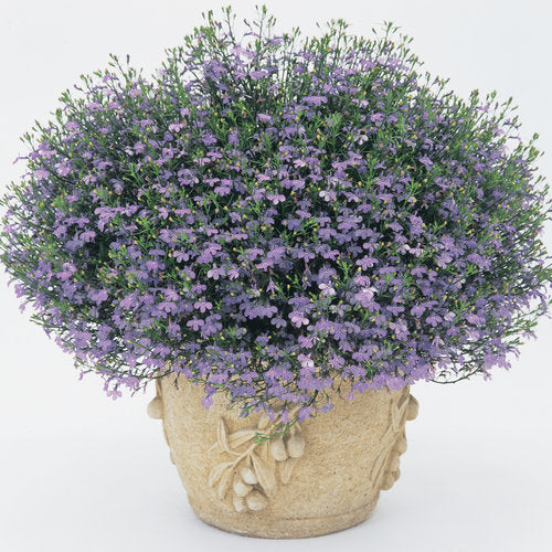 Lobelia | Laguna Sky Blue