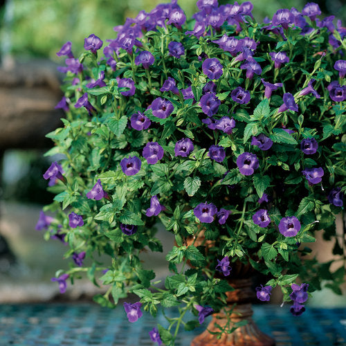 Large violet torenia in a nursery pot