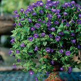 Large violet torenia in a nursery pot