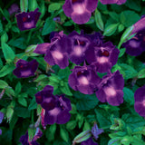 Summer Wave violet torenia in a pot, with purple blooms