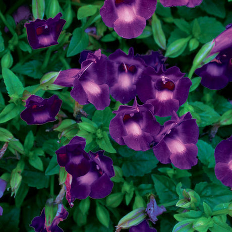 Summer Wave violet torenia in a pot, with purple blooms