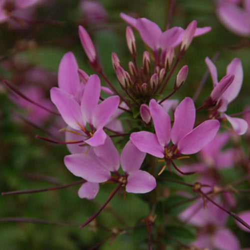 Señorita Rosalita cleome with pink flowers in a pot