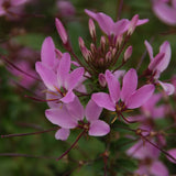 Señorita Rosalita cleome with pink flowers in a pot