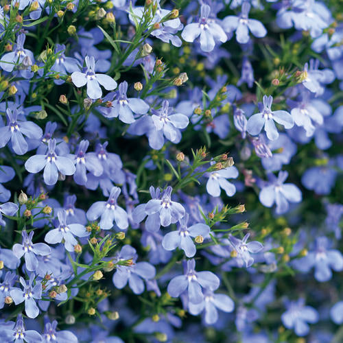 Laguna Sky Blue lobelia in a nursery pot
