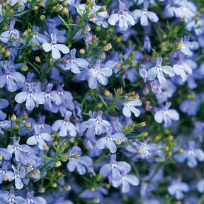 Laguna Sky Blue lobelia in a nursery pot
