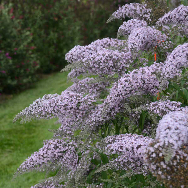 'Grand Cascade' Buddleia Butterfly Bush | Creekside Champions™