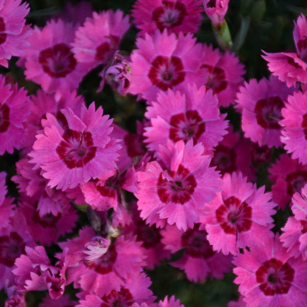 Paint the Town Fancy dianthus with pink flowers in a pot