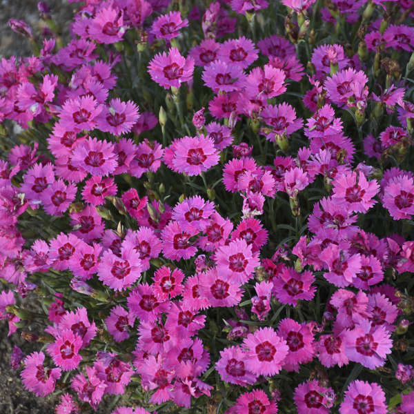 Pink dianthus flowers in a nursery pot