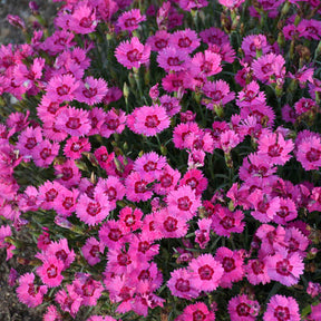 Pink dianthus flowers in a nursery pot