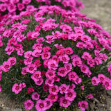 Paint the Town Fancy dianthus in a container