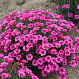 Pink Dianthus flowers in a nursery pot