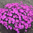 Paint the Town Fuchsia dianthus in a container
