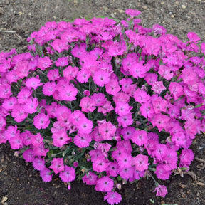 Paint the Town Fuchsia dianthus in a container