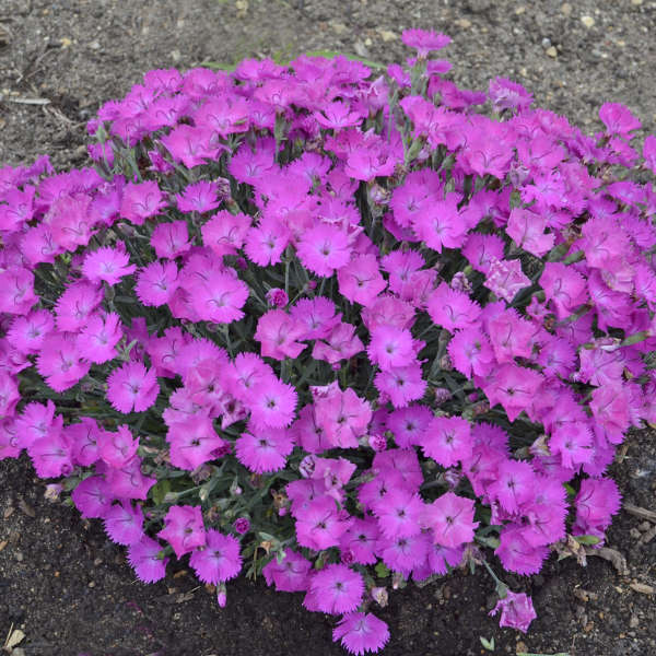 Paint the Town Fuchsia dianthus in a container