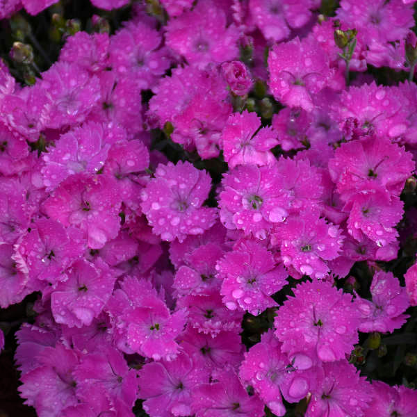 Paint the Town Fuchsia dianthus in bloom in a pot