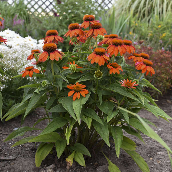 SOMBRERO® 'Adobe Orange' Echinacea | Creekside Champions