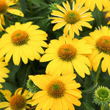 Yellow coneflower blooms in a nursery pot
