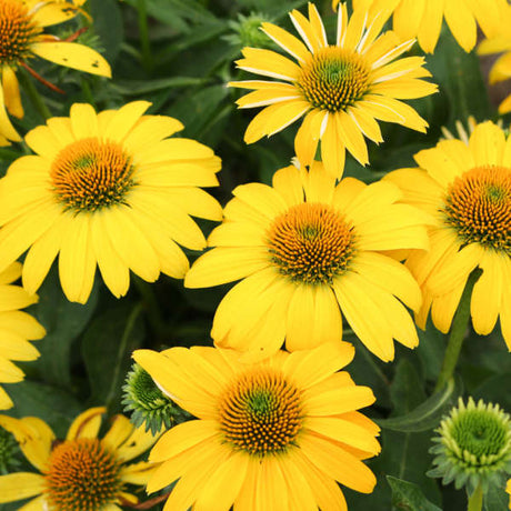 Yellow coneflower blooms in a nursery pot