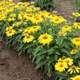 Lemon yellow echinacea flowers in a pot