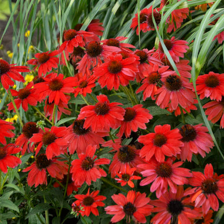Salsa Red echinacea with red blooms in a pot