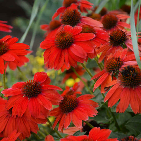Salsa red echinacea with red blooms in a nursery pot