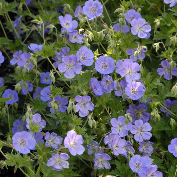 Rozanne hardy geranium in a nursery pot