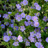 Rozanne hardy geranium in a nursery pot