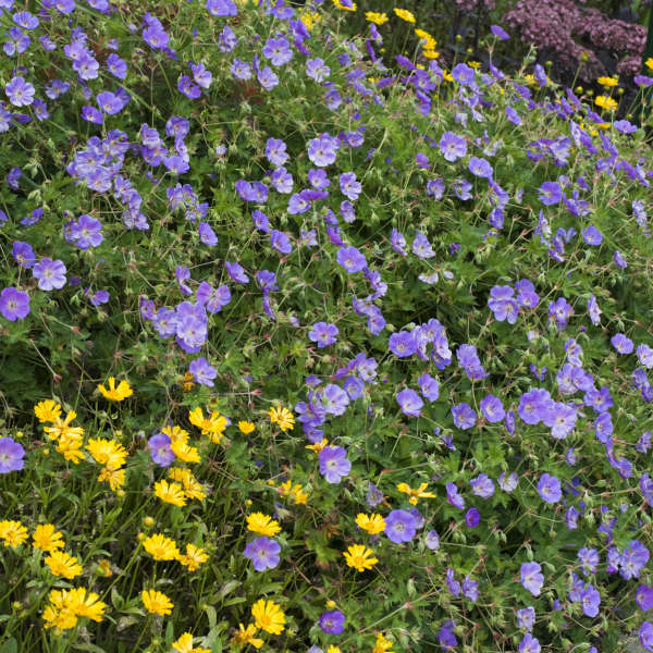 Rozanne hardy geranium in bloom with purple flowers