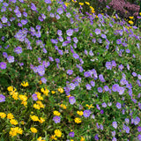 Rozanne hardy geranium in bloom with purple flowers
