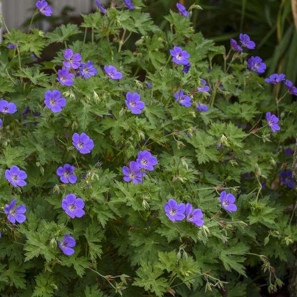 Rozanne hardy geranium in bloom in a nursery pot