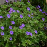 Rozanne hardy geranium in bloom in a nursery pot