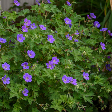 Rozanne hardy geranium in bloom in a nursery pot